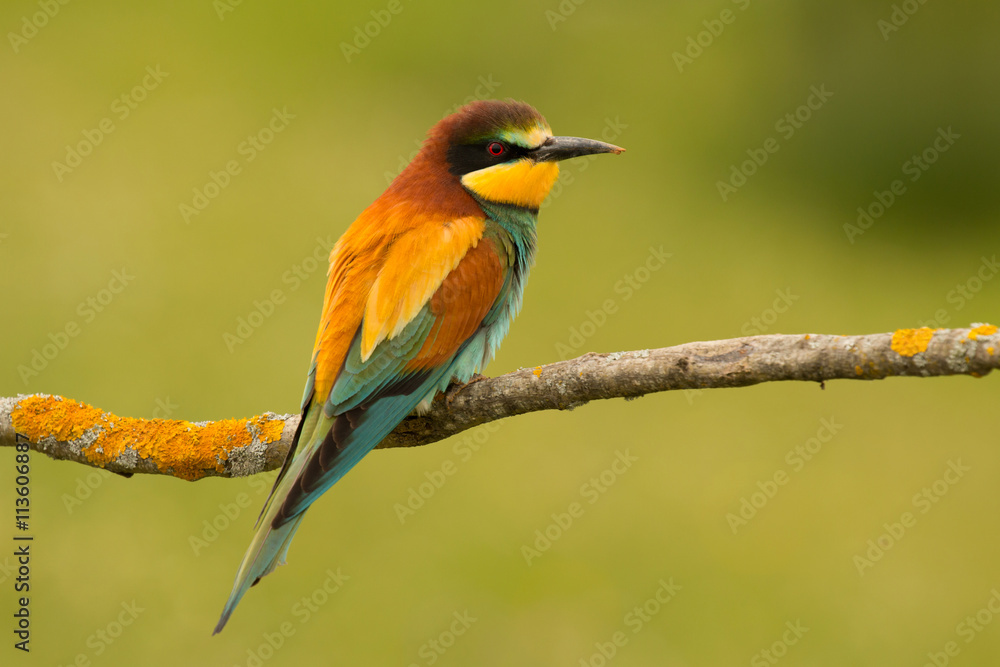 Small bird with a nice plumage Small bird with a nice plumage