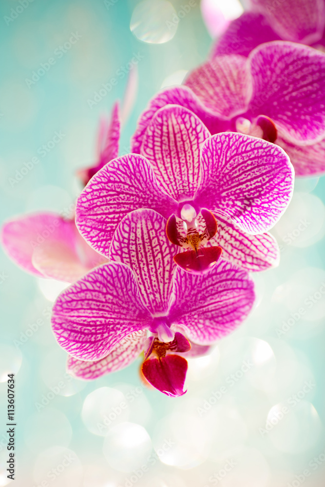 Orchid. Orchid.
