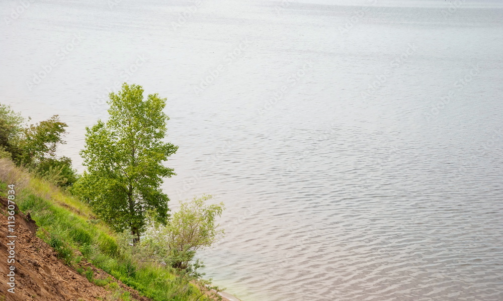 The tree grows on a cliff above the river The tree grows on a cliff above the river