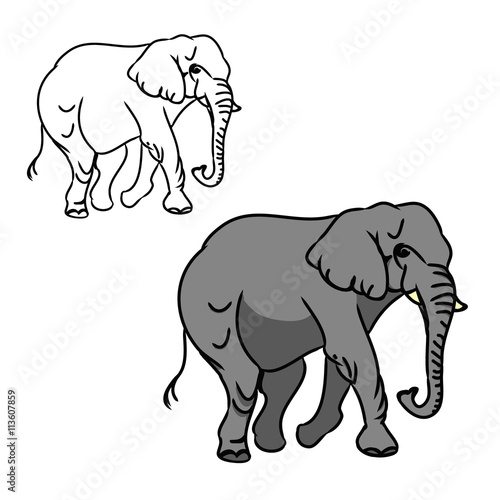 Grey big elephant