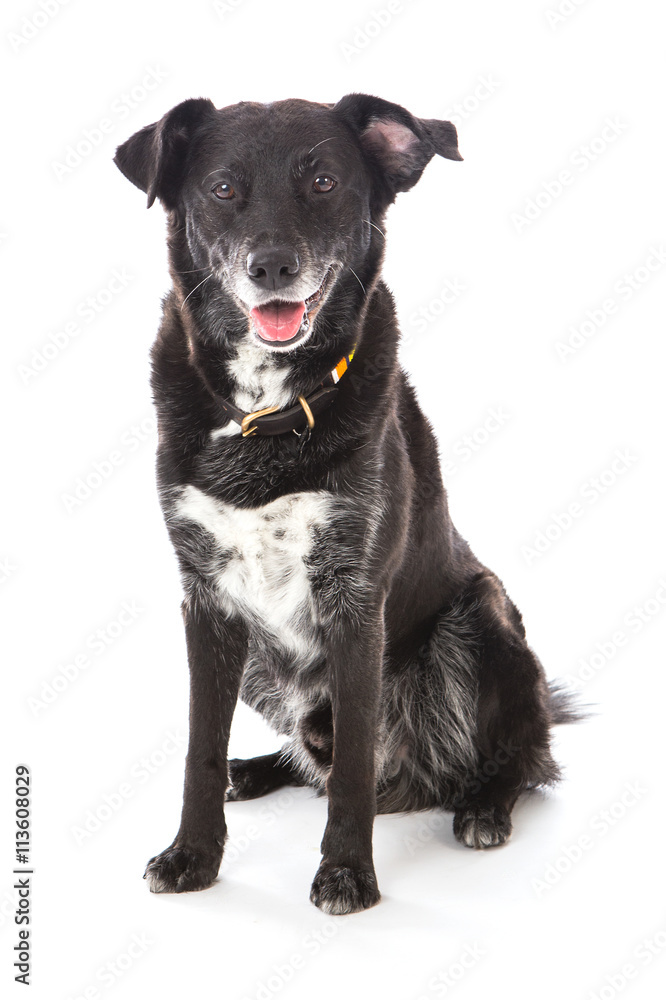 Obraz premium black dog sitting