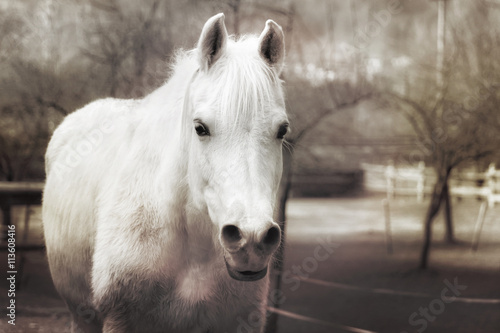 white horse vintage effect. A white horse in a farm. Photography with vintage effect.