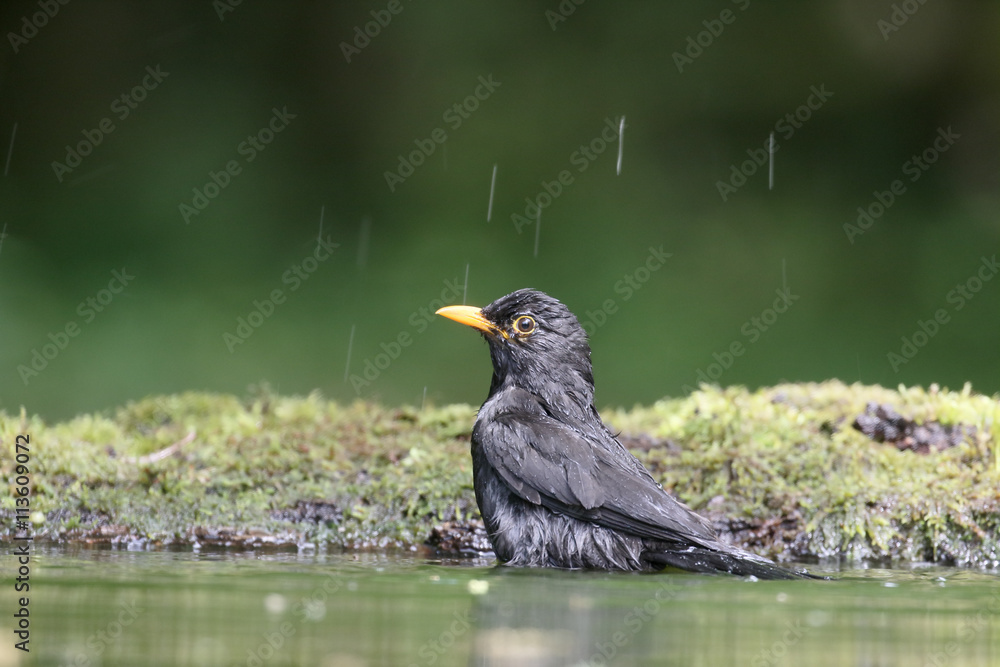 Obraz premium Blackbird, Turdus merula