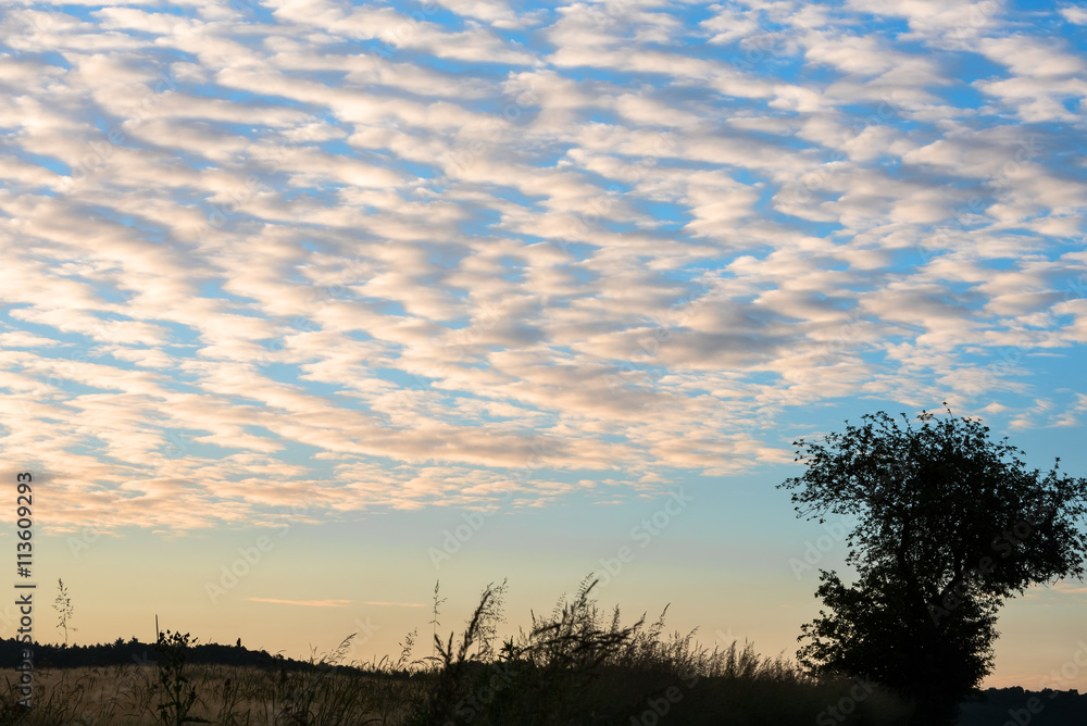weißes Wolkenmuster am blauen Morgenhimmel mit Baumsilhouette