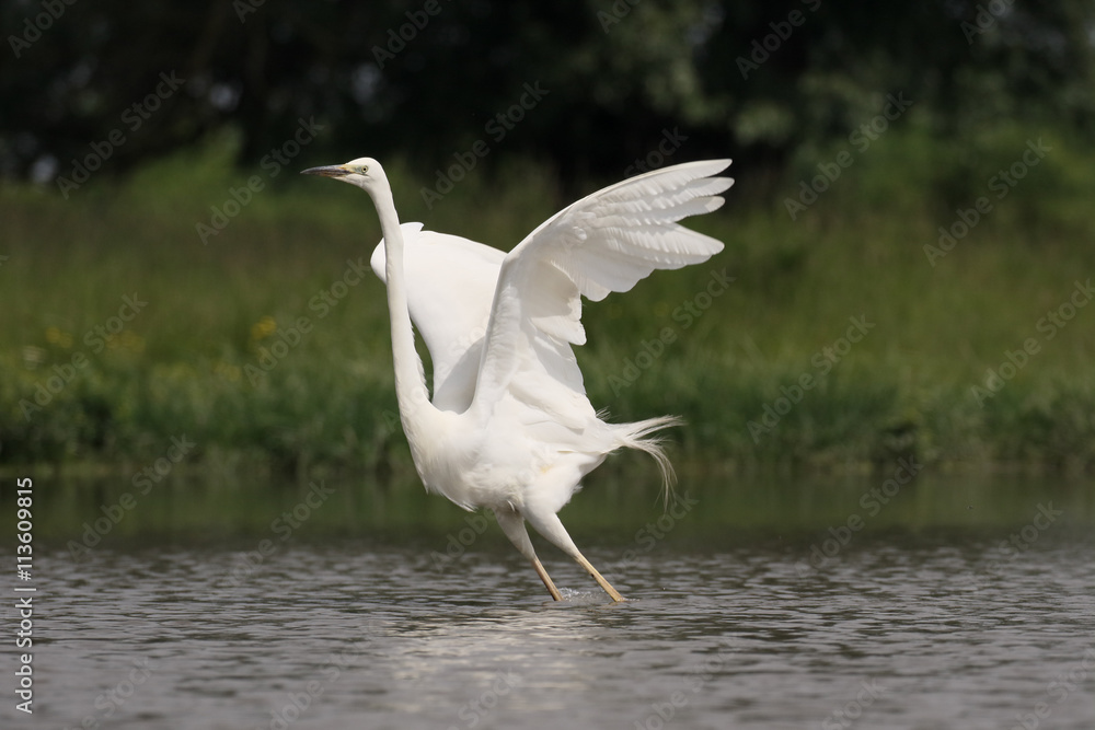 Great egret, Ardea alba Great egret, Ardea alba