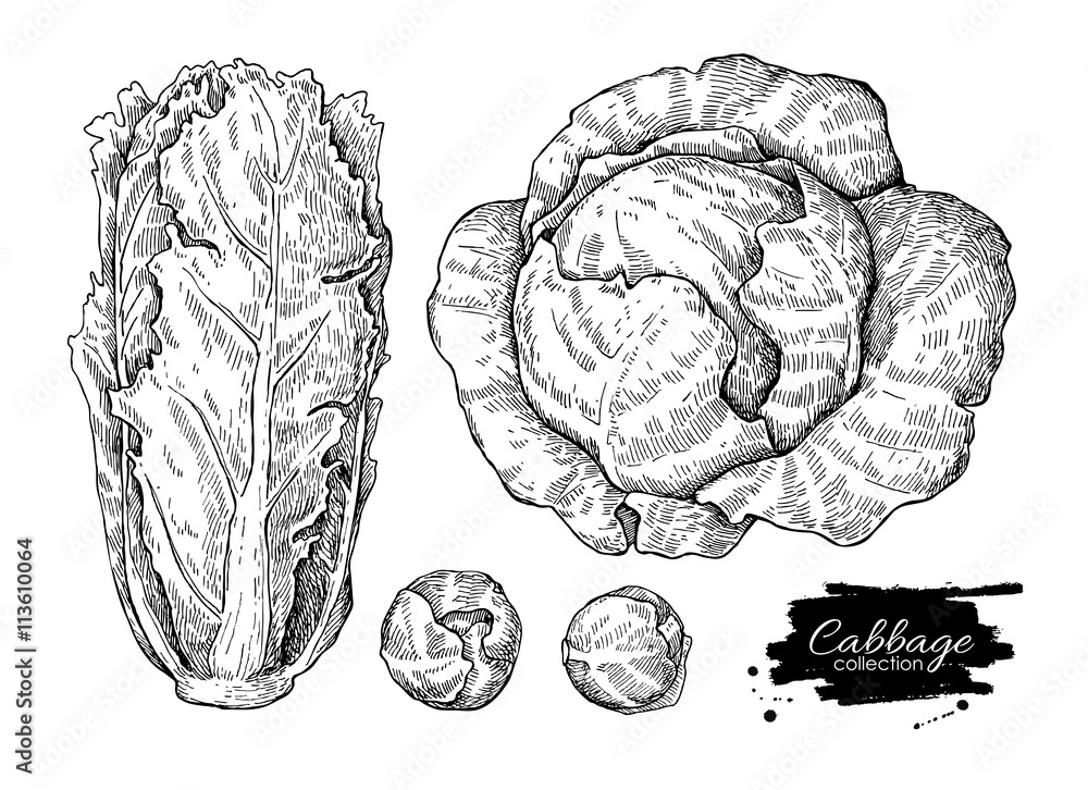 Fototapeta premium Cabbage hand drawn vector illustrations set.