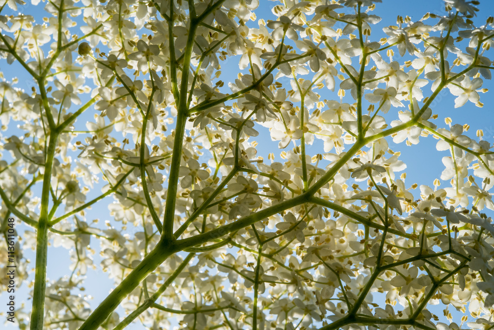Obraz premium Sicht durch eine Holunderblüte in den Himmel
