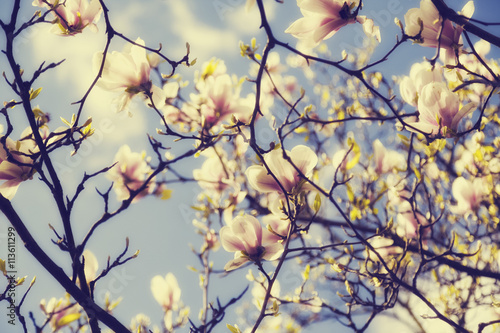 magnolia blossoms in spring, vintage version