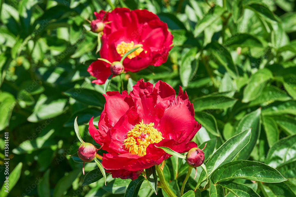 Extremely red petals on a paeonia lactiflora, or common garden peony, with bright yellow anther Extremely red petals on a paeonia lactiflora, or common garden peony, with bright yellow anther