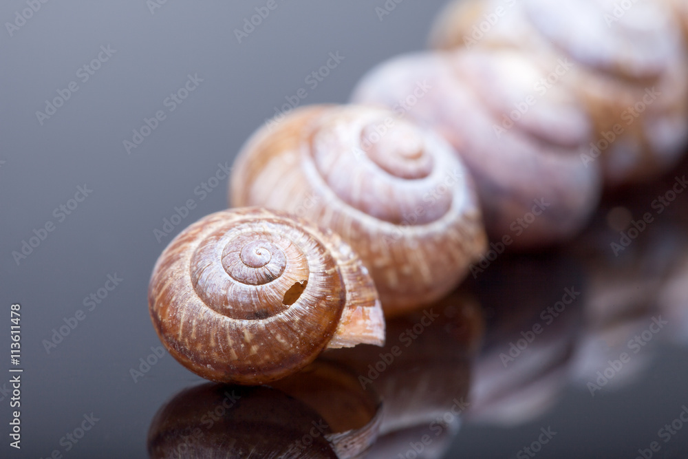 empty spiral shells on black mirror background selective focus