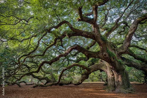 Obraz Duży południowy dąb żywy (Quercus virginiana) w pobliżu Charleston, Karolina Południowa