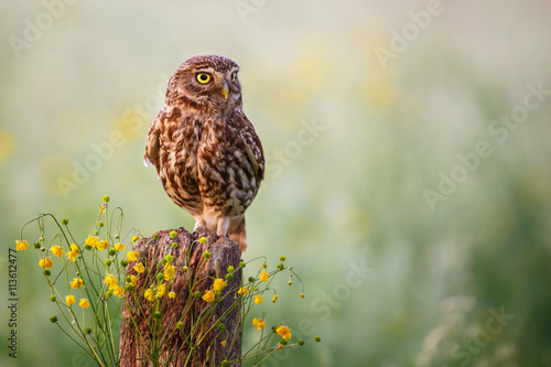 Little owl