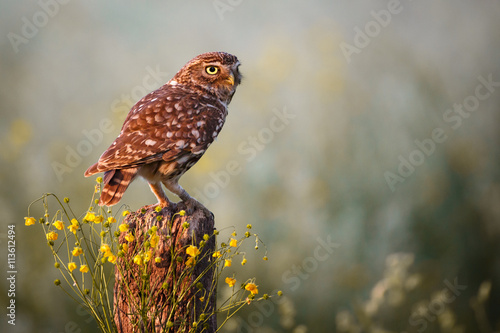 Little owl © Pim Leijen