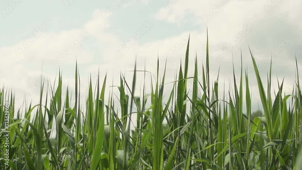 Green sedges, reeds and grass swaying in the wind Green sedges, reeds and grass swaying in the wind