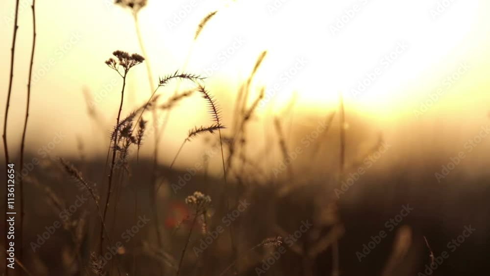Grass with cobwebs at sunset Grass with cobwebs at sunset