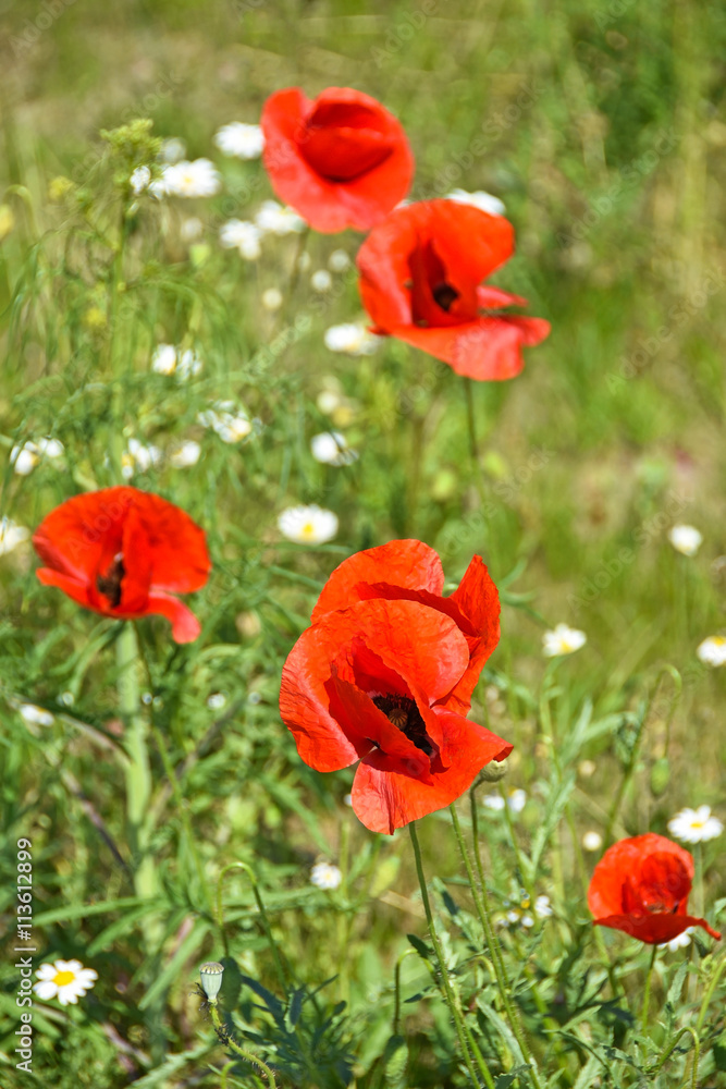 Poppy flowers in spring Poppy flowers in spring