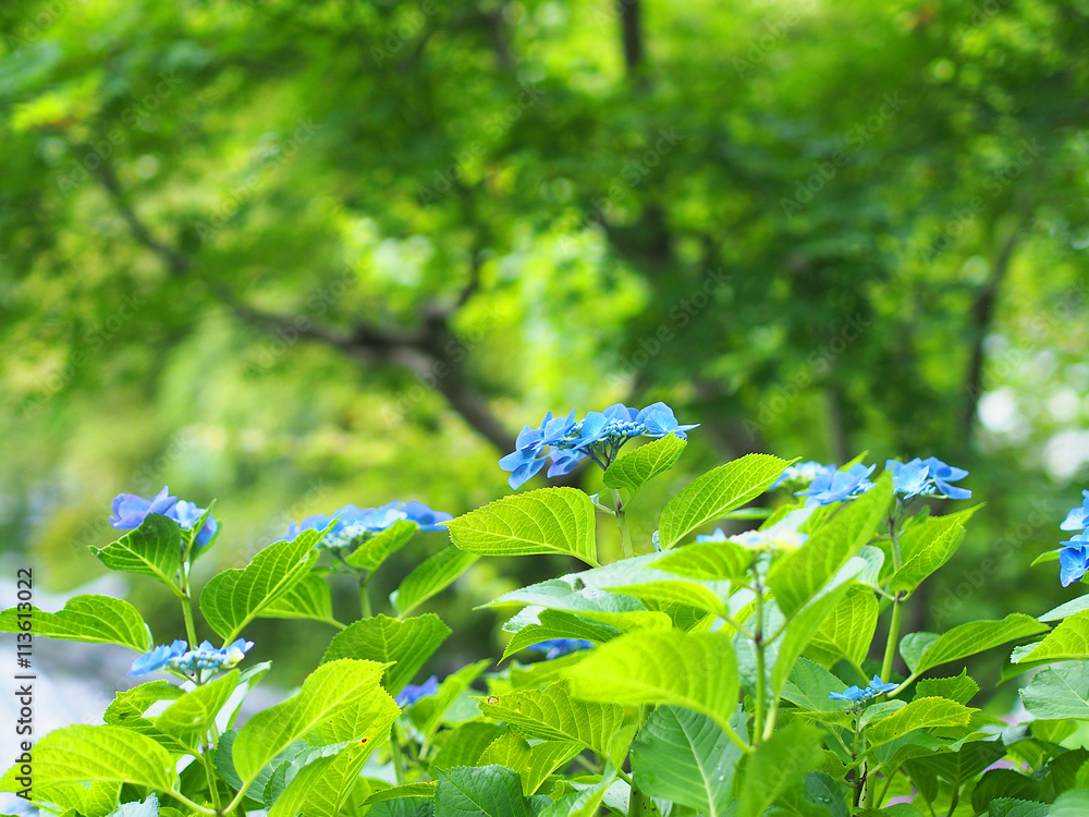 紫陽花寺の青い紫陽花