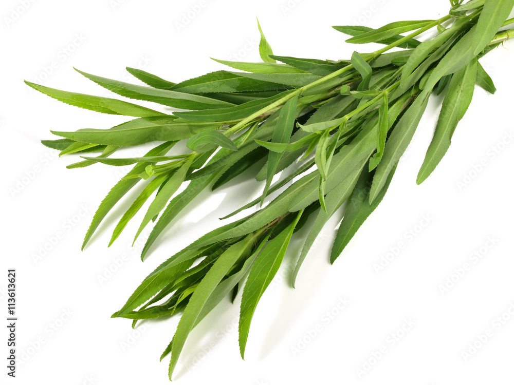 Fototapeta premium Estragon