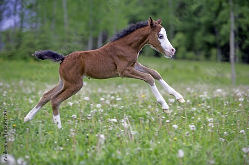 Cute Welsh Pony playing, running in meadow