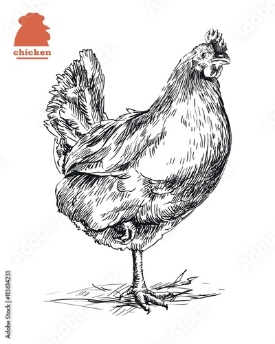 chicken standing on one leg