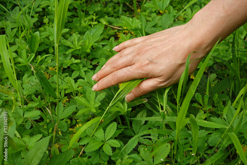 Woman's hand passes over the green plant