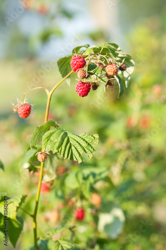 Branch of a red raspberry