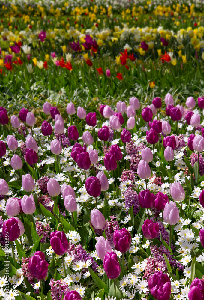 Pink and purple tulips background.