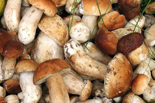 Lots of fresh mushrooms closeup. Mushroom boletus.