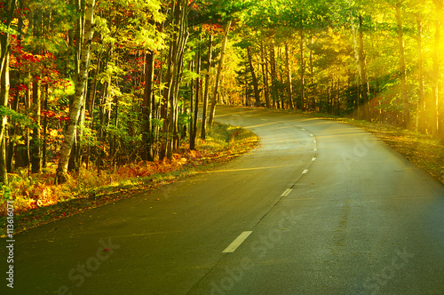 Canvas Print Desert asphalted road leaving for turn in the autumn forest