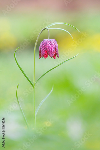 Fritillaria meleagris
