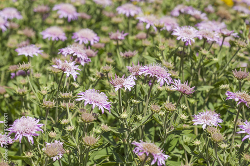 Flora of Gran Canaria, Pterocephalus dumetorum, Mountain scabiou photo