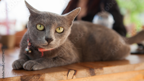 Принти на полотні Cat thailand / Korat cat