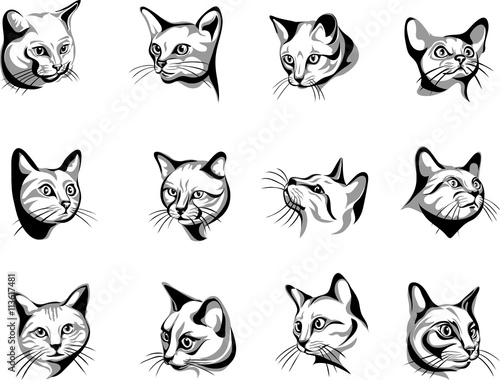 Fototapeta Naklejka Na Ścianę i Meble -  Cat, portrait, graphic image, black, color portraits of cats
