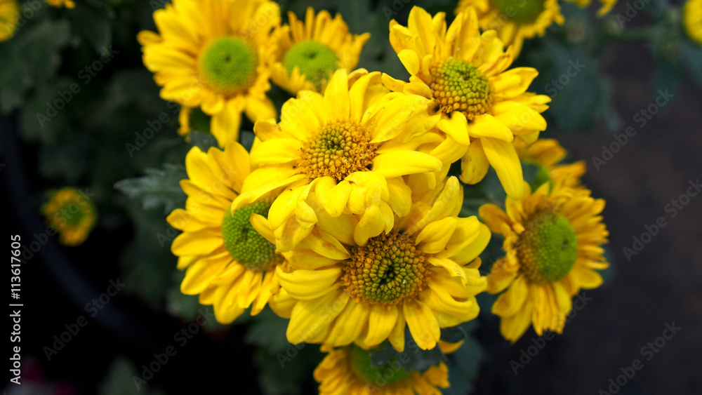 Obraz premium Yellow Flowers