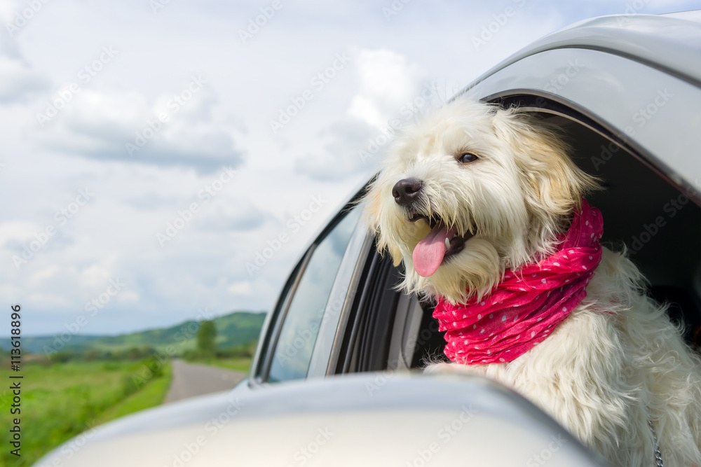 Bichon Frise Looking out of car window Bichon Frise Looking out of car window