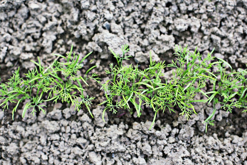 Young seedlings Young seedlings
