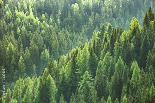 Tableau sur toile Arbres verts sains dans une forêt d&#39;épinettes anciennes, de sapins et de pin