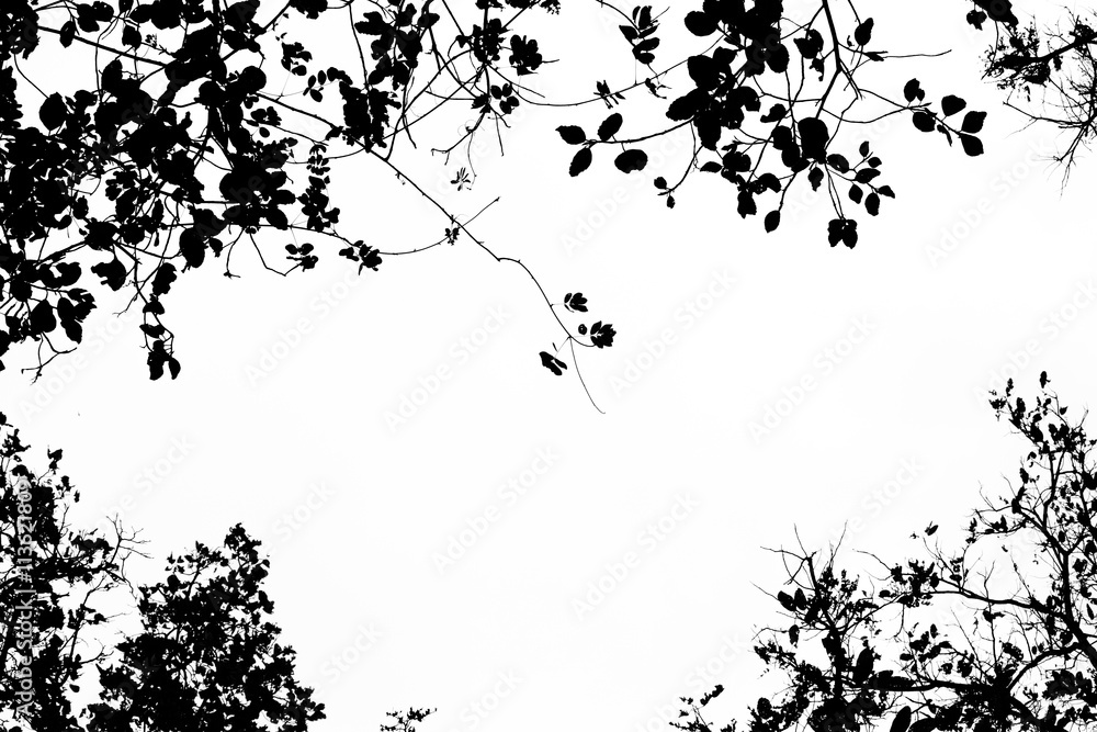 Tree branch and leaves silhouette against white background. Stock Photo ...