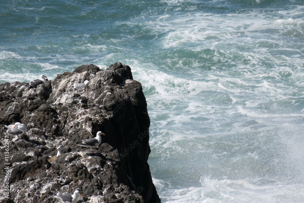 Fototapeta premium Gull looking at the ocean