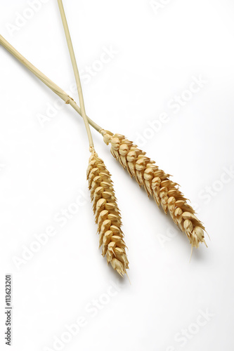 Two mature Ears of wheat