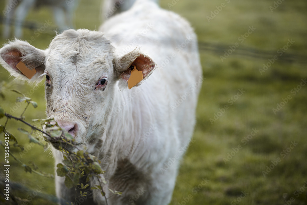 Charolais cattle on the Pasture in Brittany France Charolais cattle on the Pasture in Brittany France