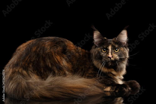 Wallpaper Mural Maine Coon Cat Lying Rest and Looking in Camera Isolated on Black Background, Side view Torontodigital.ca