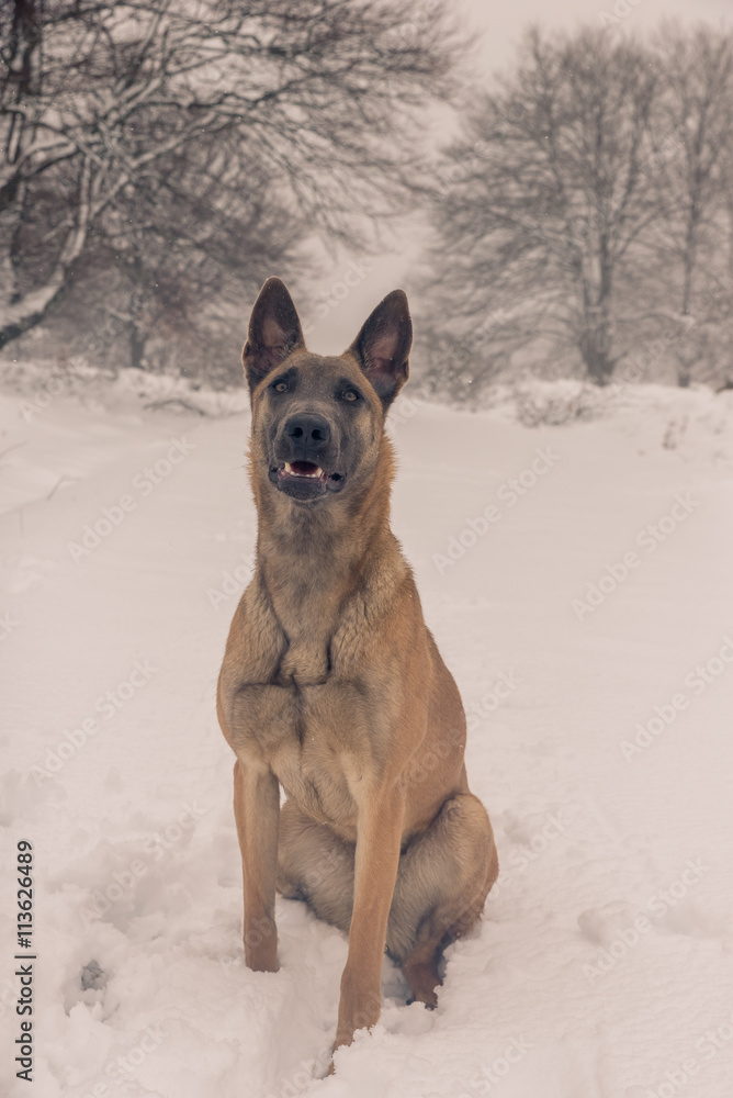Belgian Malinois dog playing in the snow Belgian Malinois dog playing in the snow