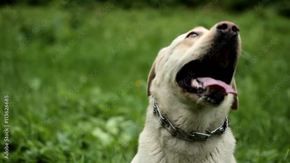 Beautiful active dog among the tall grass with open mouth looking eagerly waiting for the host caress Beautiful active dog among the tall grass with open mouth looking eagerly waiting for the host caress
