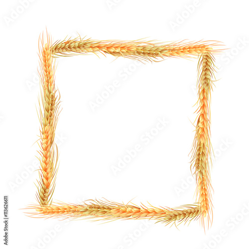 isolated square frame of rye, barley and oats