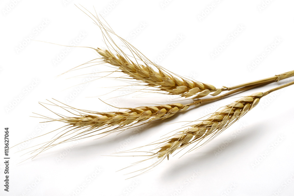 Three mature Ears of wheat Three mature Ears of wheat