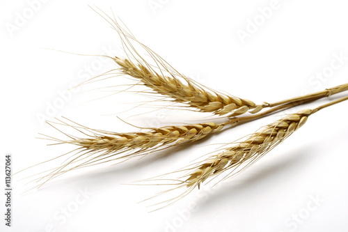 Three mature Ears of wheat