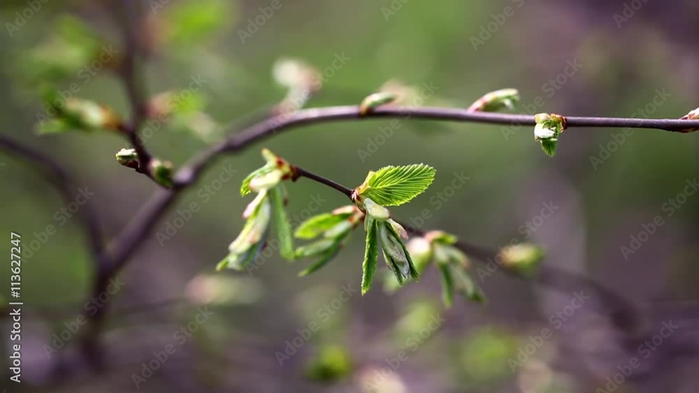 Young leaves nature background out of focus and in focus Young leaves nature background out of focus and in focus