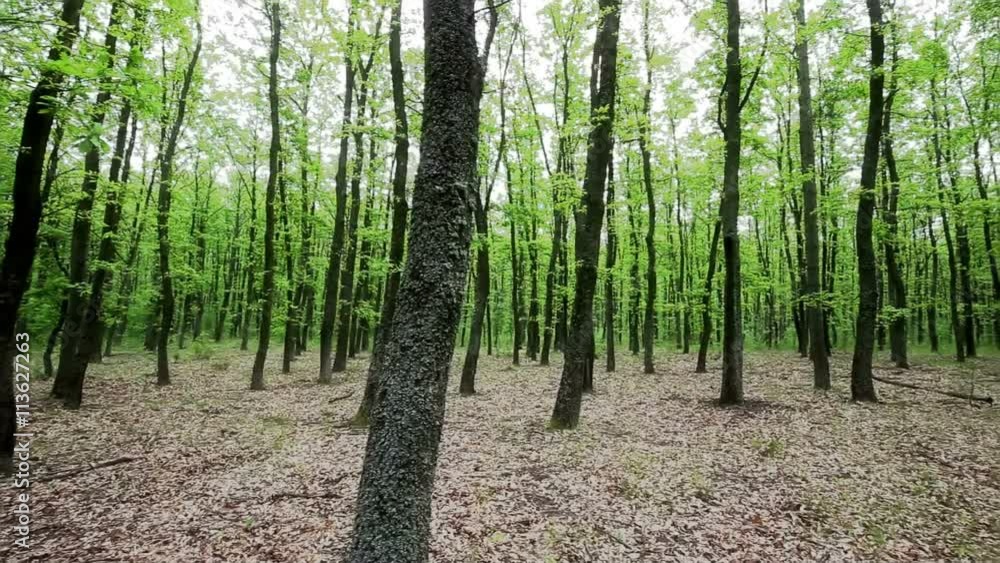 Forest detail with hornbeam and oak trees Forest detail with hornbeam and oak trees
