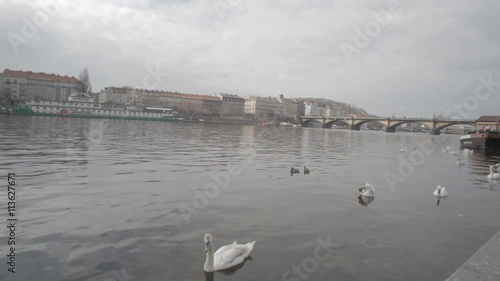 Wallpaper Mural Swans, ducks and pigeons on a cloudy winter day in the Vltava river in Prague Torontodigital.ca